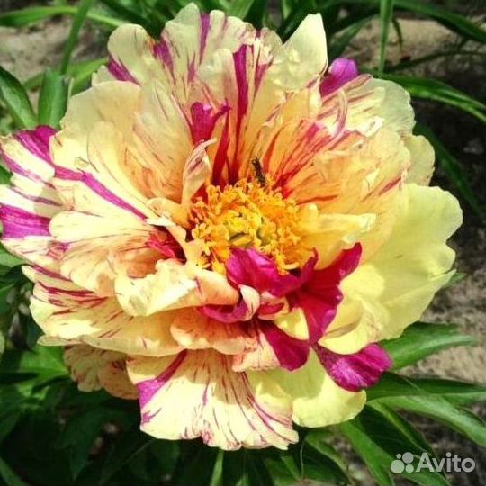 Пионы саженцы Лолипоп