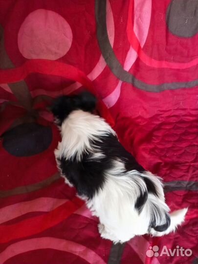 Щенок Бивер