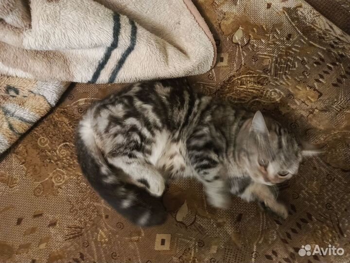 Бельгийские котята