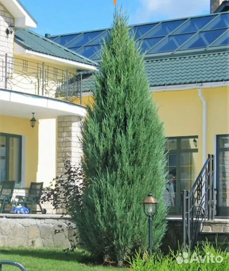 Можжевельник блю эрроу