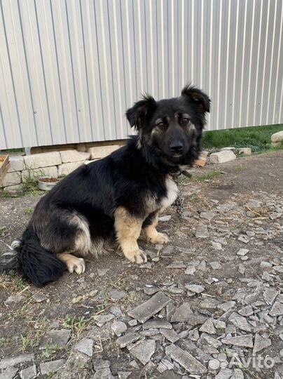 Собака для души