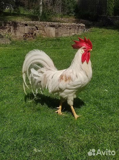 Семья кур леггорн 3+1