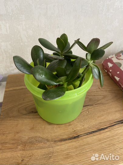 Комнатные цветы отростки