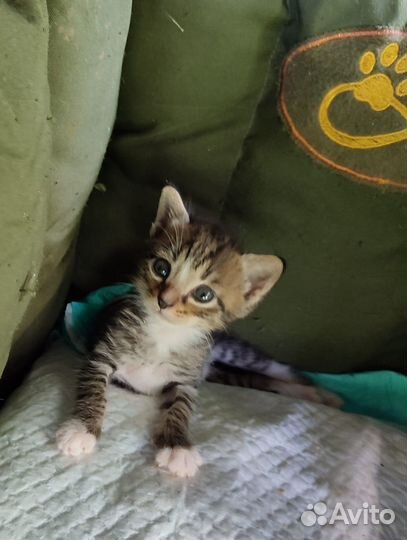 Котенок-полосатик