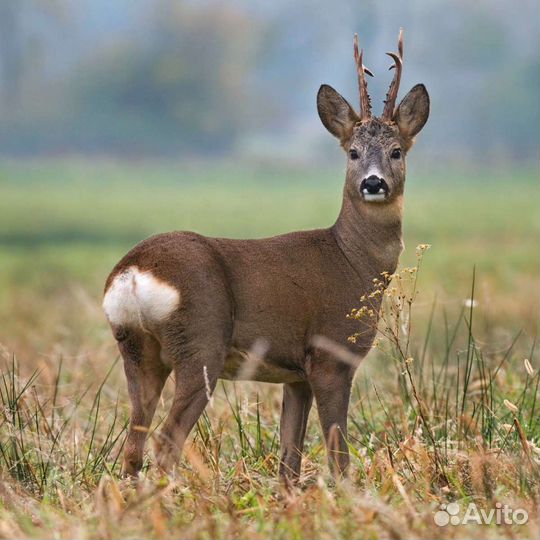 Мясо оленя, лося, косули, барсучий жир