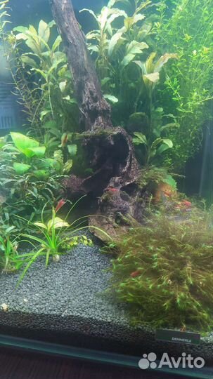Аквариум-креветочник