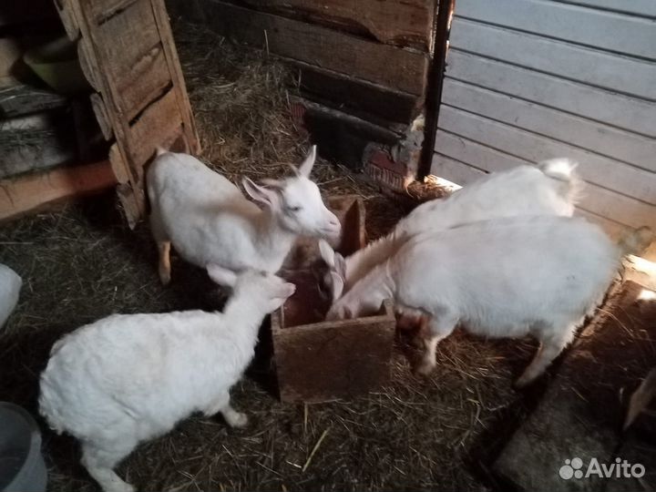 Коза и козлята