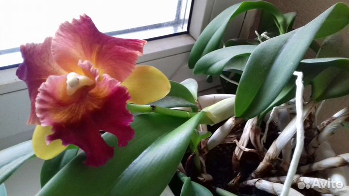 Орхидея каттлея