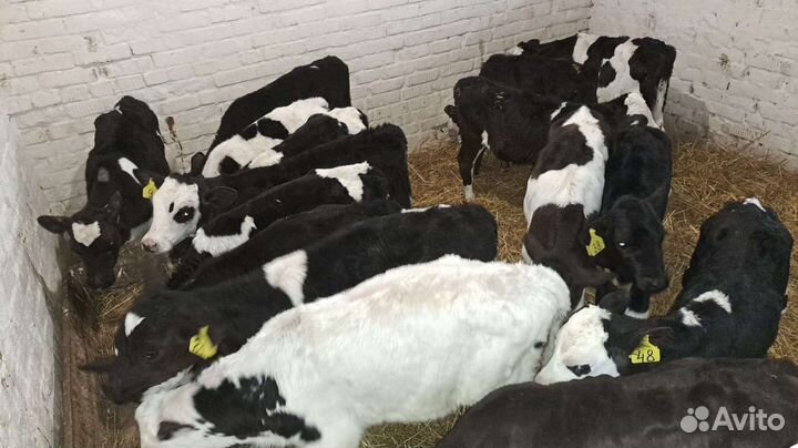 Бычки телята