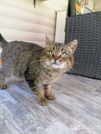 Стёпка ищет дом