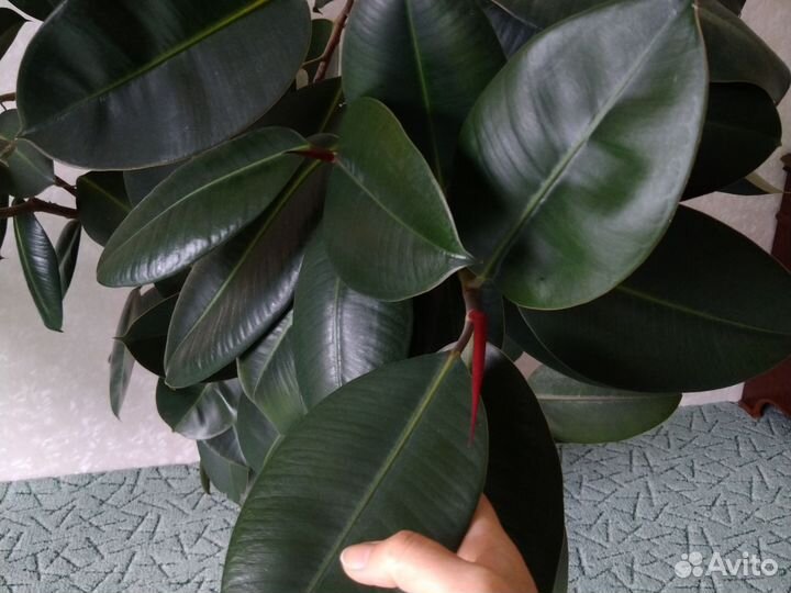 Фикус гигант