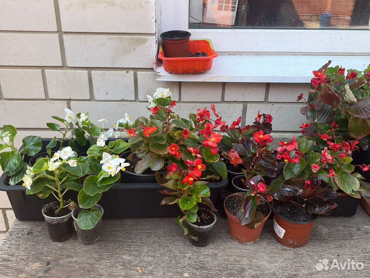 Садовые цветы