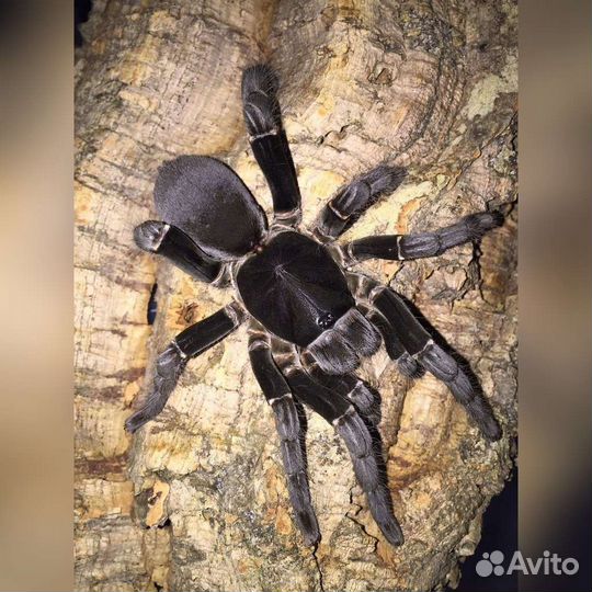 Паук птицеед