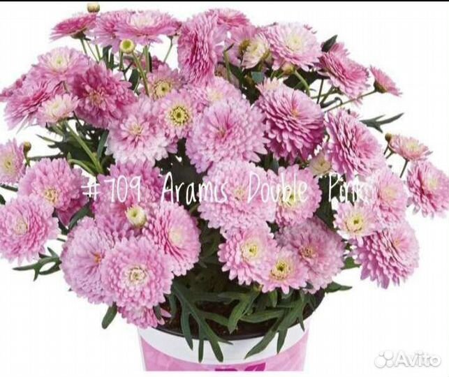 Хризантема Маргаритковая