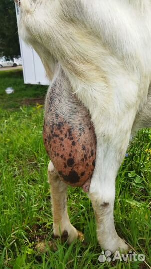 Зааненские козы дойные