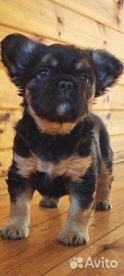 Французский бульдог, флаффи