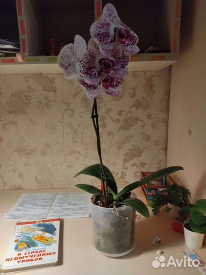Орхидея фаленопсис