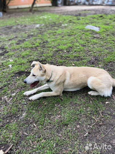 Спасите собачку из приюта