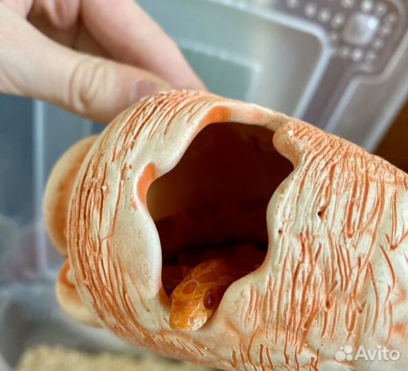 Змея маисовый полоз