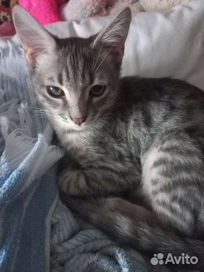 Котяенок в добрые руки