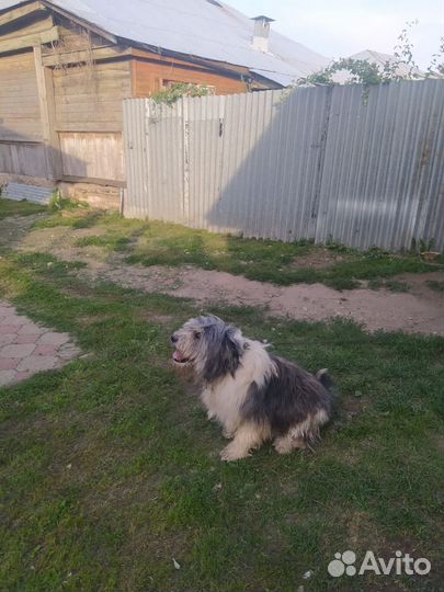 Собаки бесплатно в добрые руки