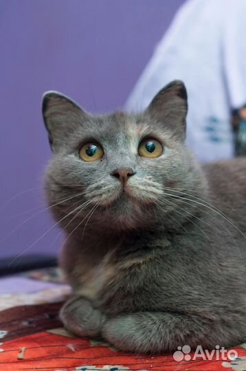 Кошка Плюшка)