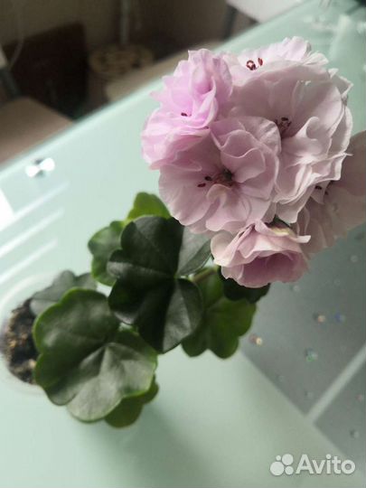 Пеларгония плющелистная Jackie