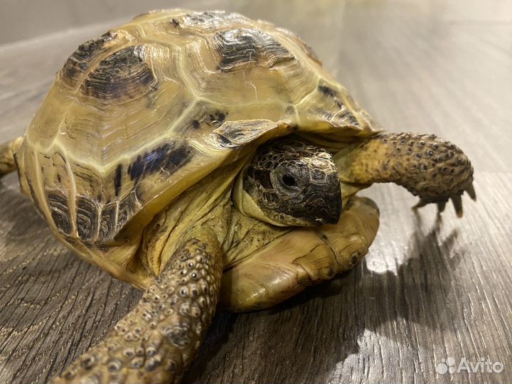 Черепаха сухопутная с террариумом 15-17 лет