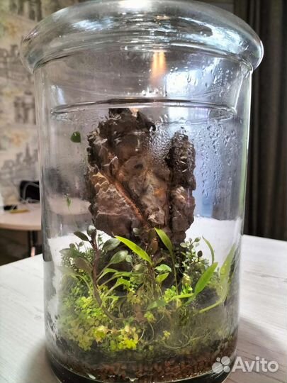 Флоррариум