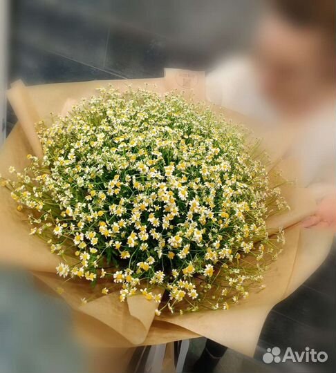 Ромашка, танацетум