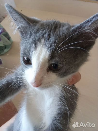 Котенок в добрые руки
