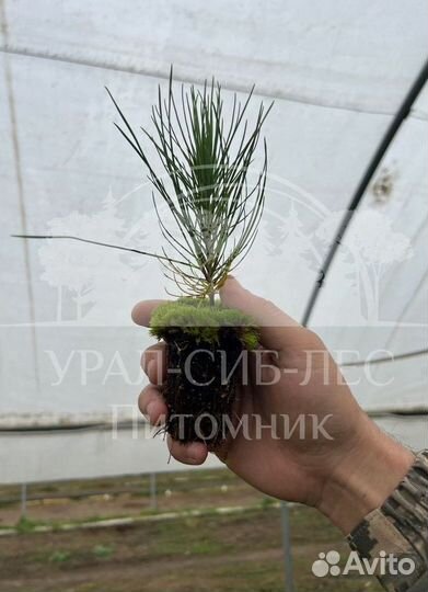 Лиственница Сибирская зкс сеянцы