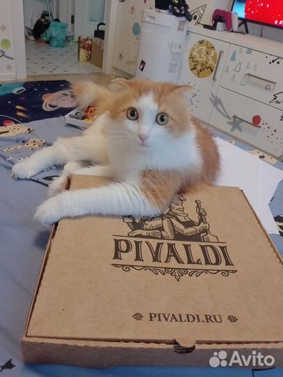 Кот, 1.5 года