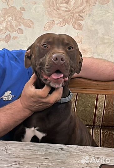 Питбуль вязка