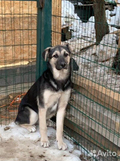 Щенок Симба мальчишка