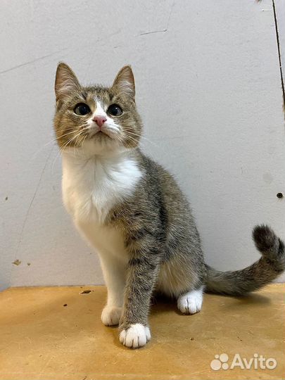 Кошечка Зося в добрые ответственные руки