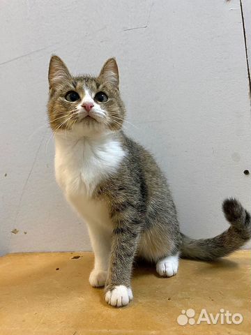 Кошечка Зося в добрые ответственные руки