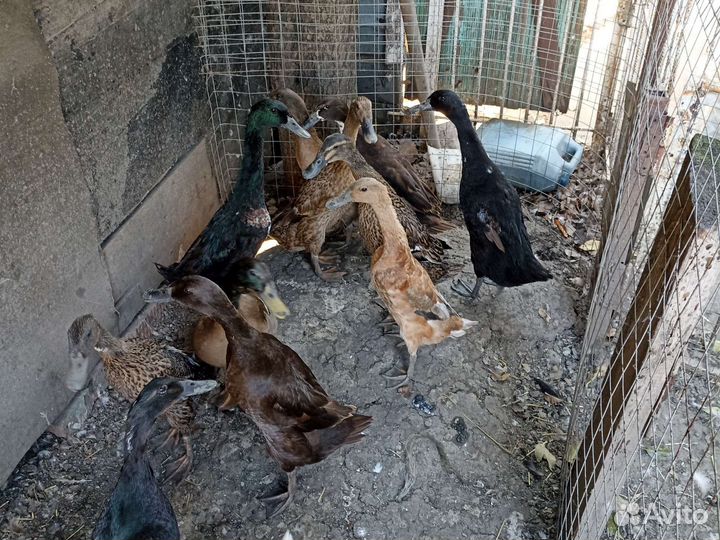 Утки индийский бегунок