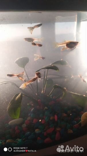 Улитки аквариумные