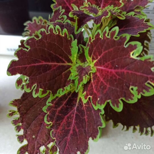 Колеус на срез. Несколько сортов