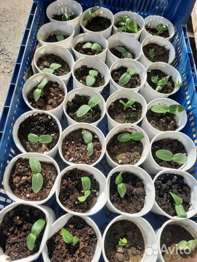 Рассада огурцов