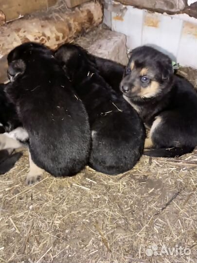 Щенки овчарки