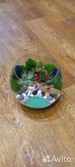 Флорариум с живыми суккулентами