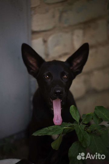 Собака в добрые руки