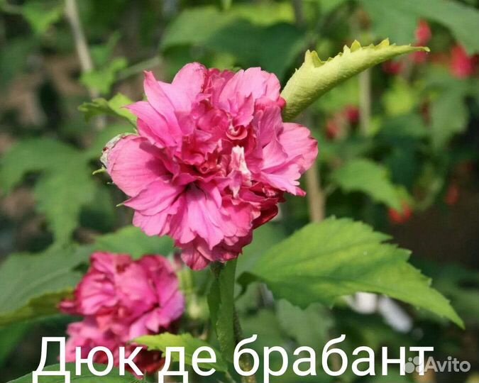 Гибискус махровый саженцы