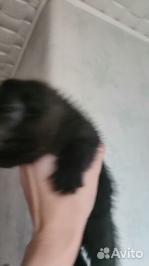 Черный котенок мальчик 1 месяц