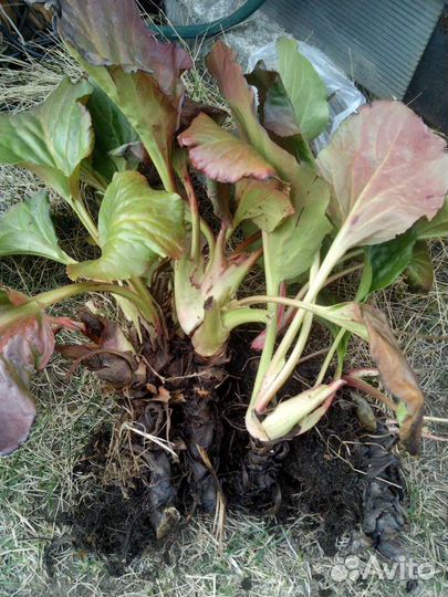 Бадан в наличии