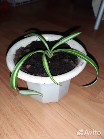 Хлорофитум Лаксум и кудрявый