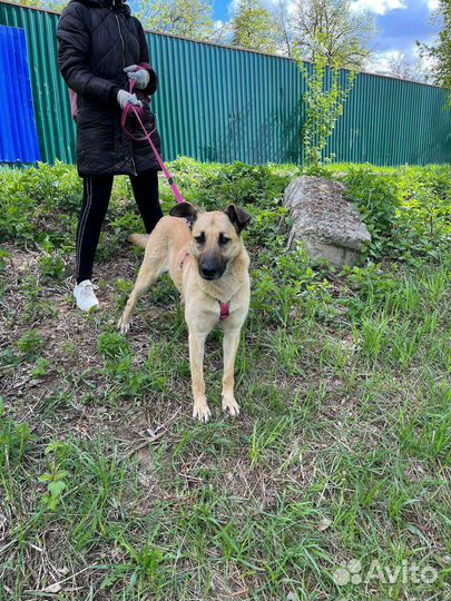 Добрая и ласковая собака из приюта в дар