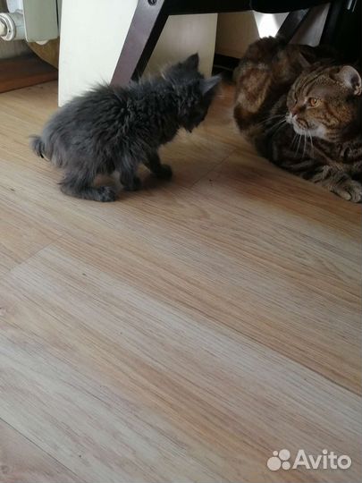 Кошечка в очень добрые и заботливые руки